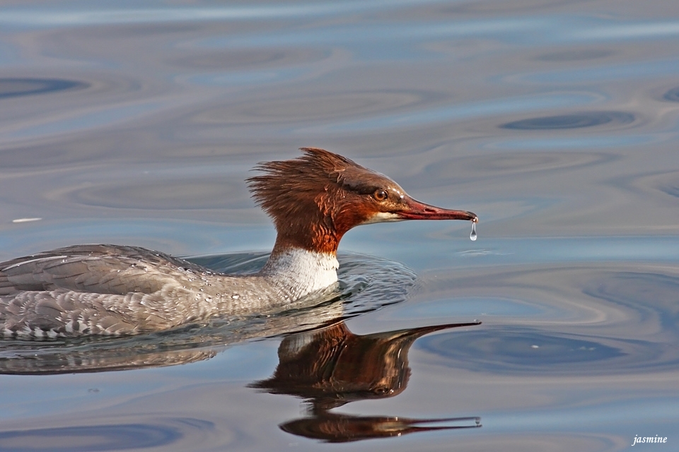 Common Merganser