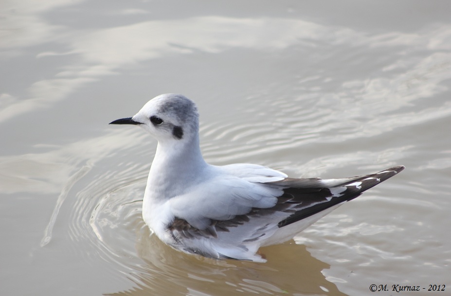 Little Gull