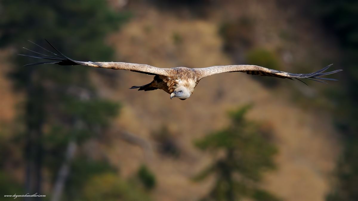 Kızıl Akbaba