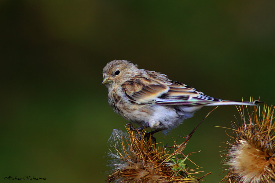 Twite