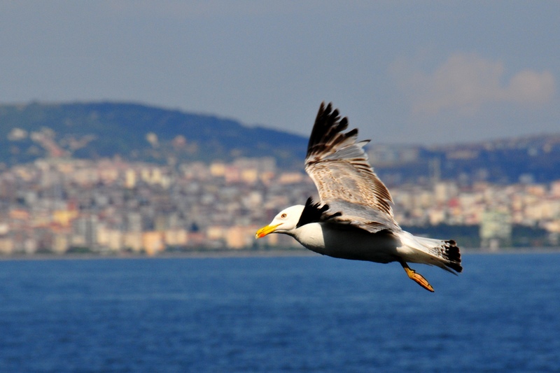Gümüş Martı