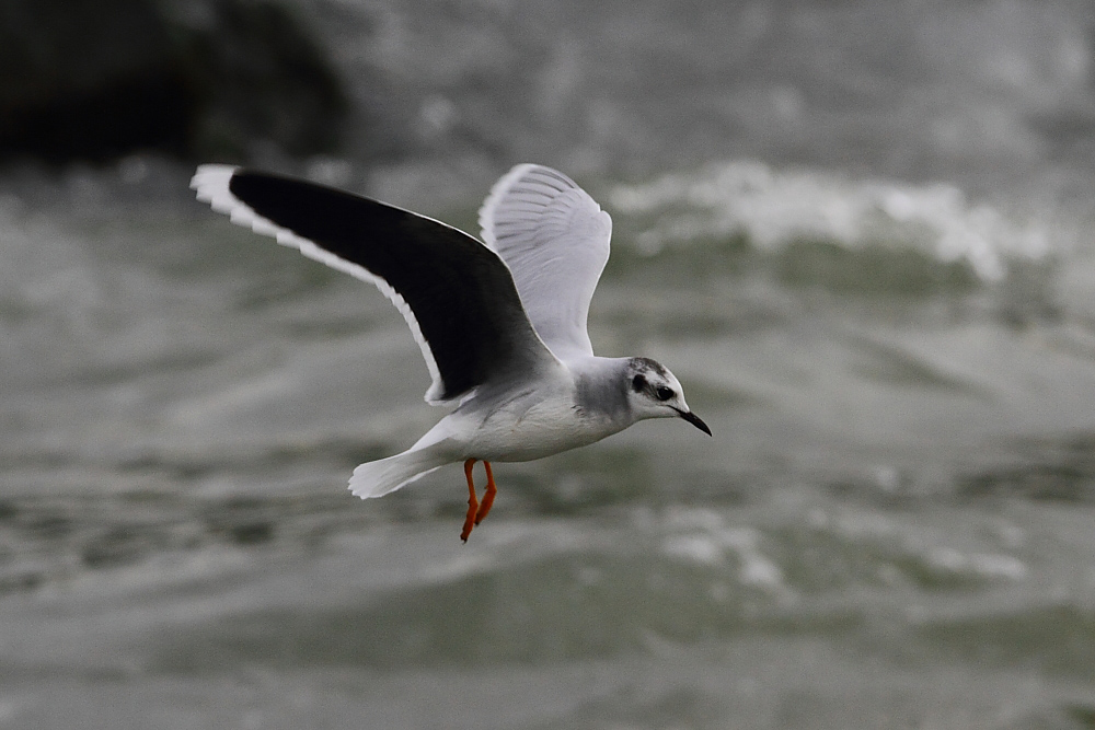 Little Gull