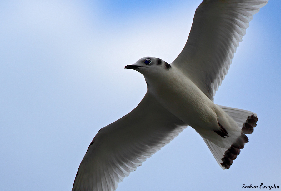 Black-legged Kittiwake