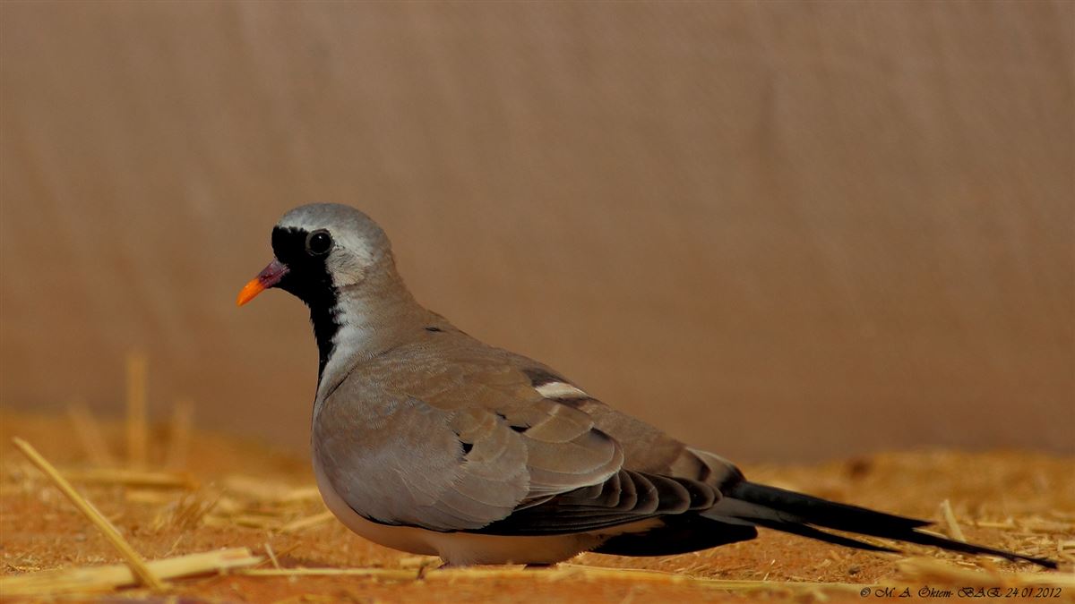 Namaqua Dove