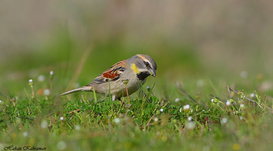 Küçük Serçe