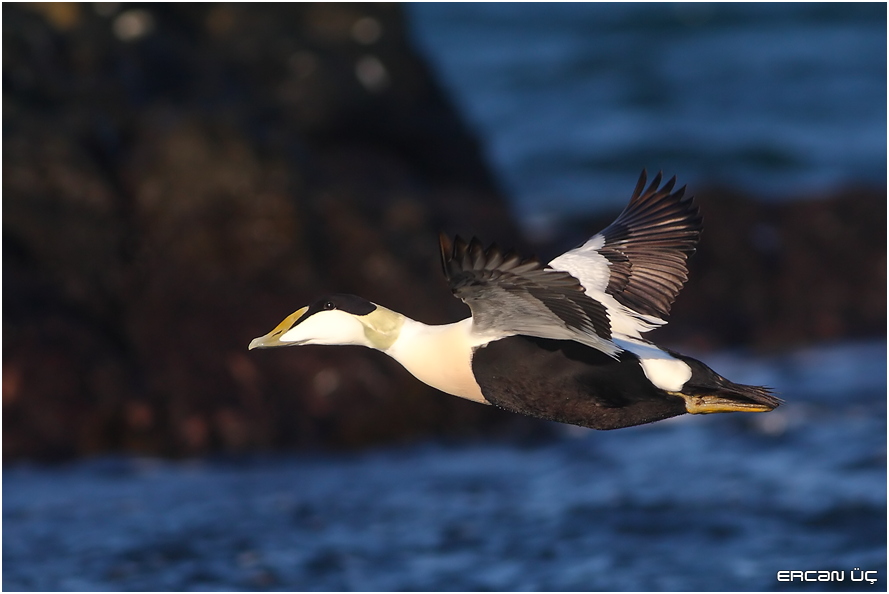 Common Eider