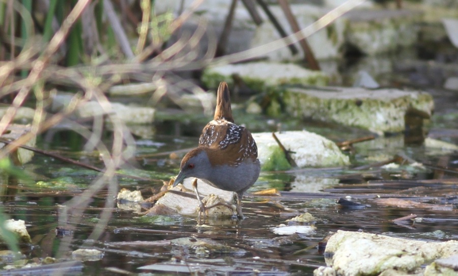Baillon`s Crake