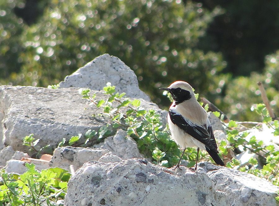 Desert Wheatear