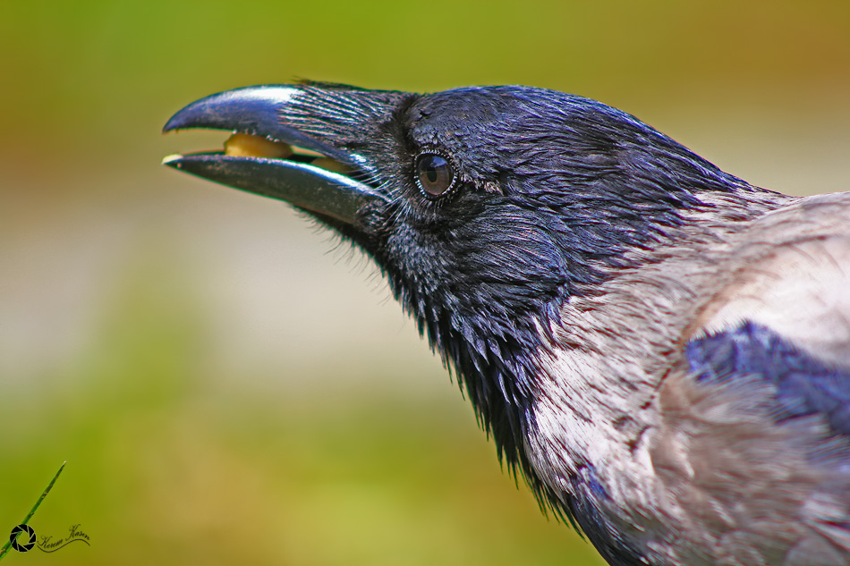 Leş Kargası