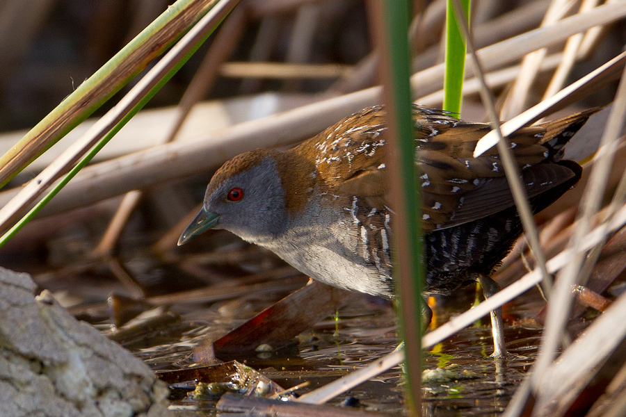 Baillon`s Crake
