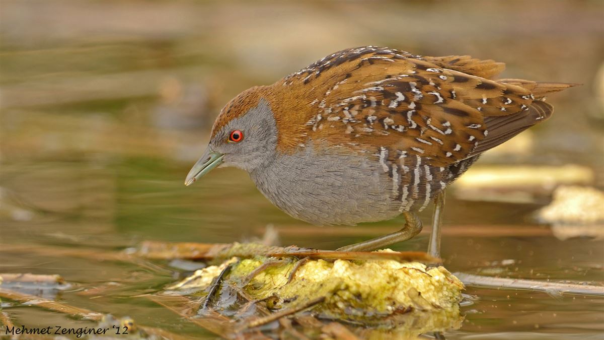 Baillon`s Crake