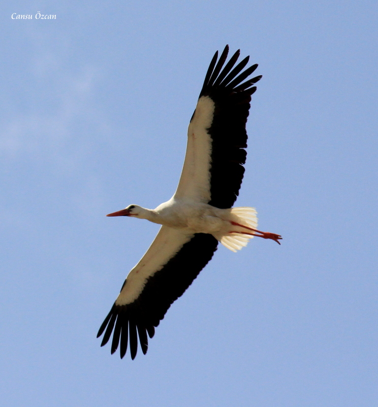 White Stork