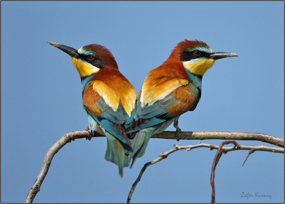 European Bee-eater