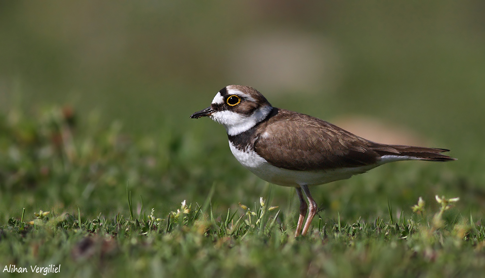 Little Ringed Plover