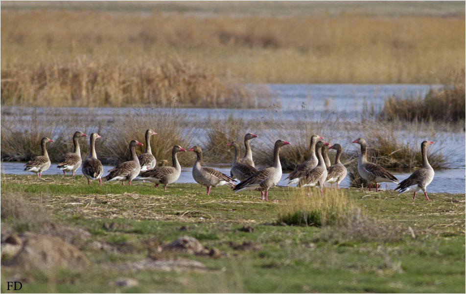 Greylag Goose