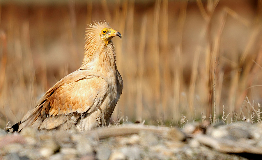 Egyptian Vulture