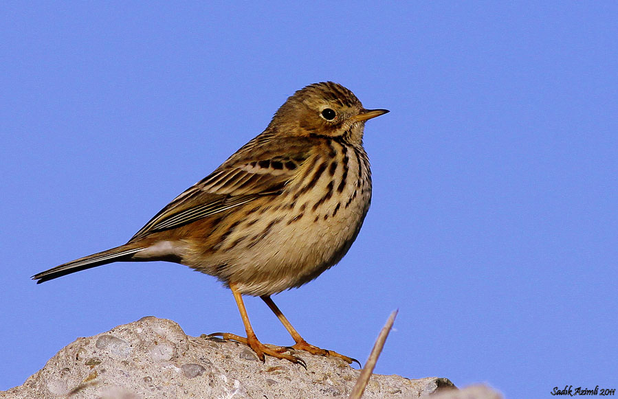Meadow Pipit