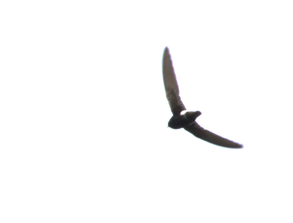 Little Swift