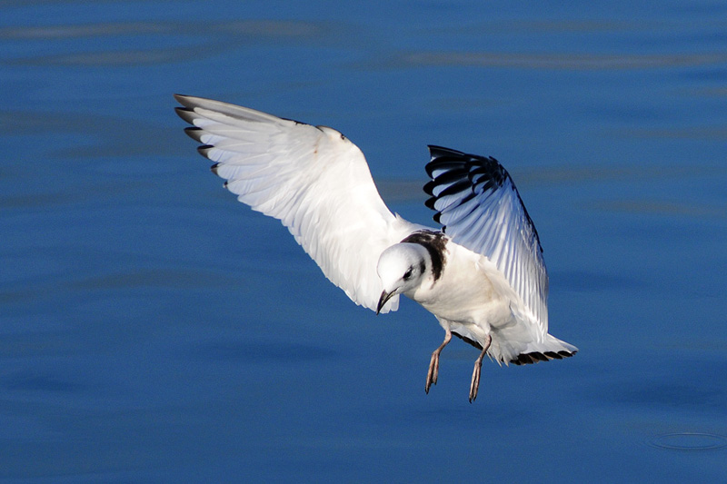 Black-legged Kittiwake
