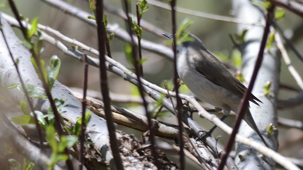 Eastern Orphean Warbler