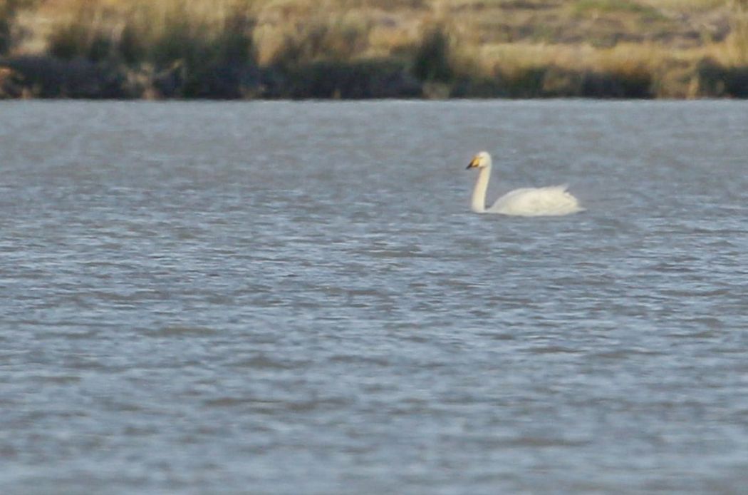 Whooper Swan