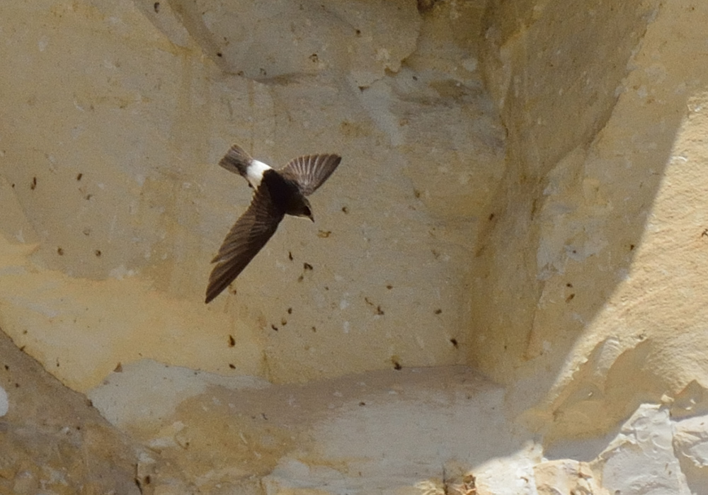 Little Swift