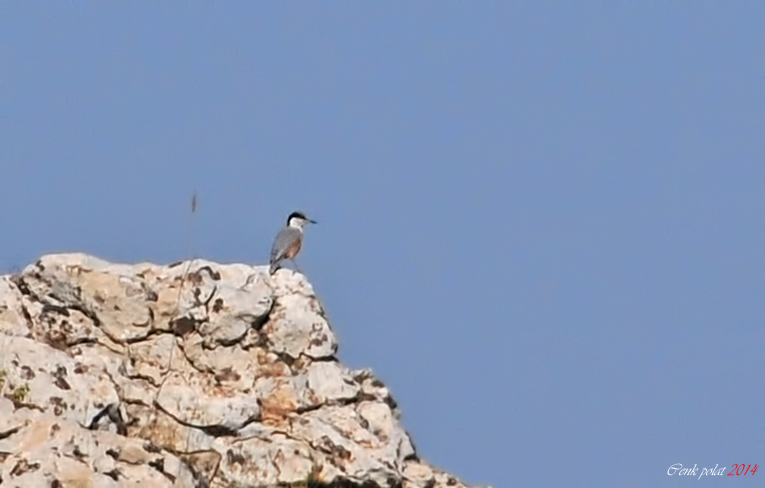 Eastern Rock Nuthatch