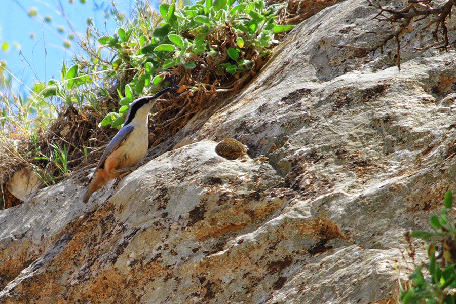 Eastern Rock Nuthatch