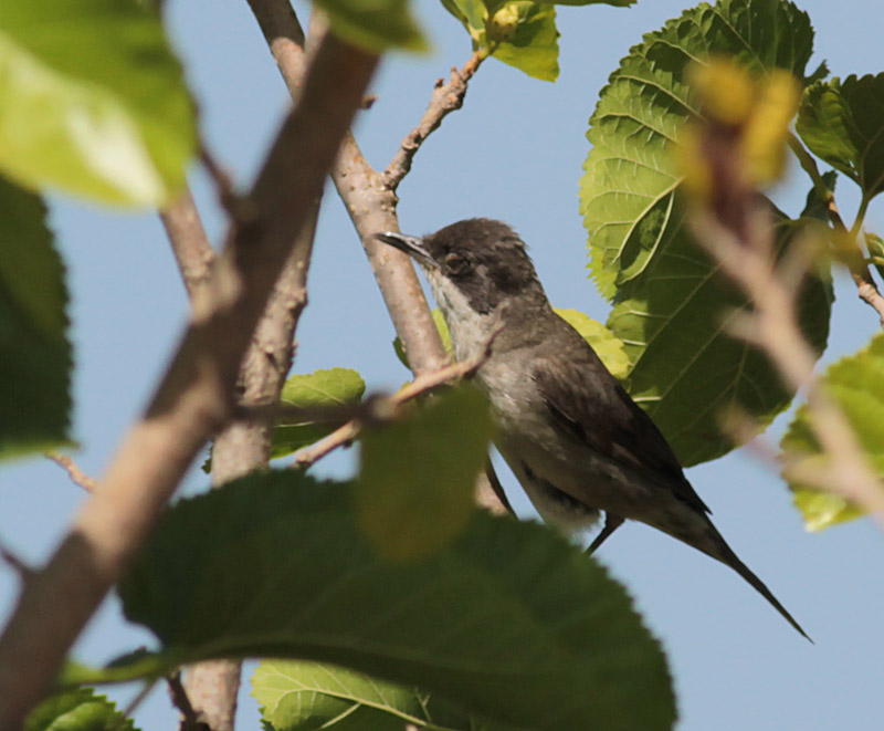Eastern Orphean Warbler