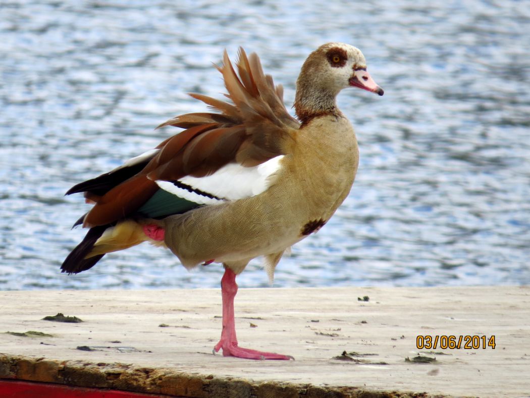 Egyptian Goose