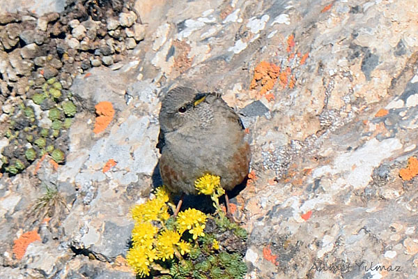 Alpine Accentor