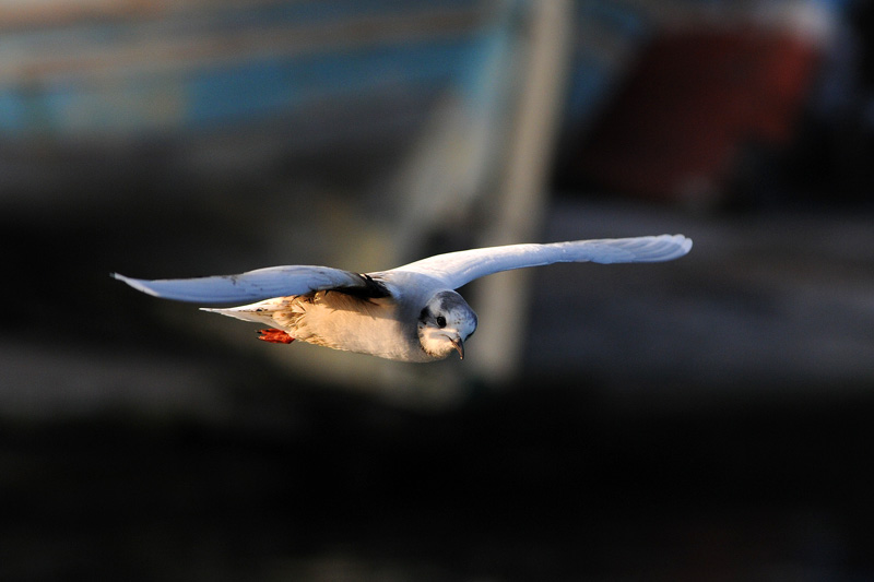 Little Gull