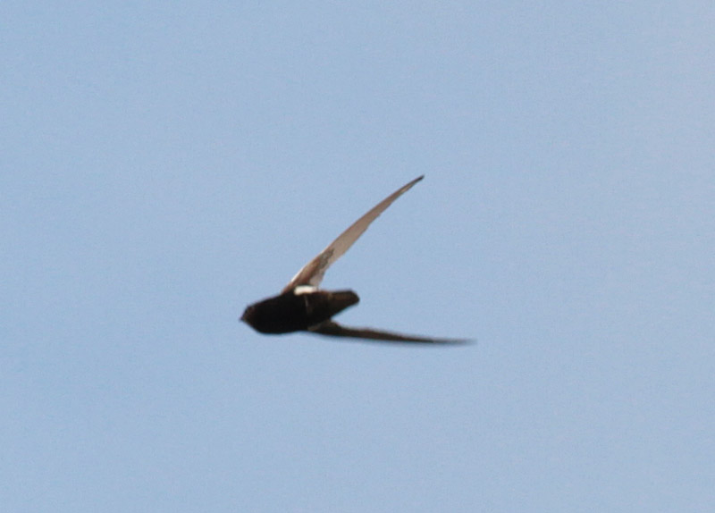 Little Swift