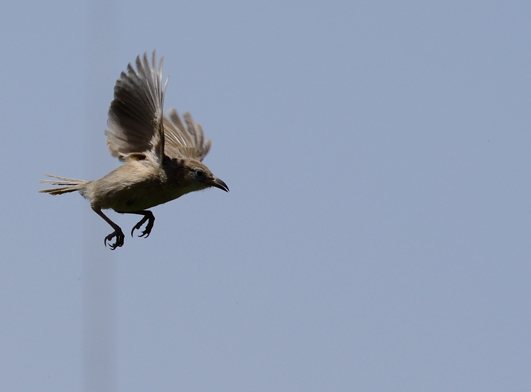 Iraq Babbler