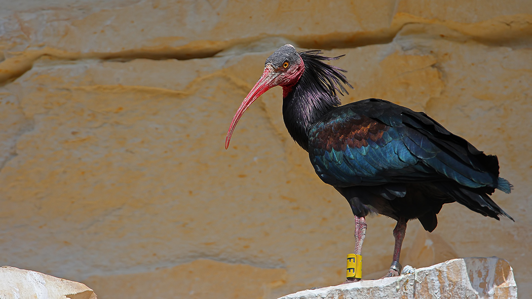 Northern Bald Ibis