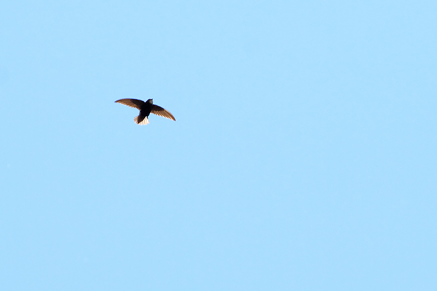 Little Swift