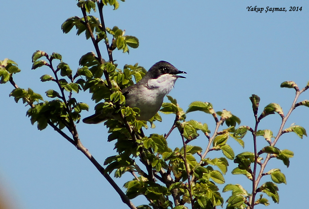 Eastern Orphean Warbler