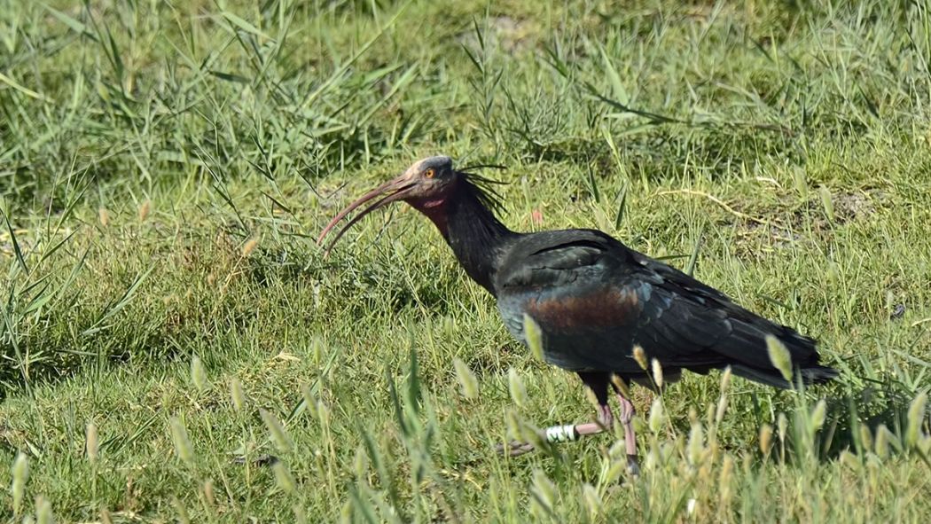 Northern Bald Ibis