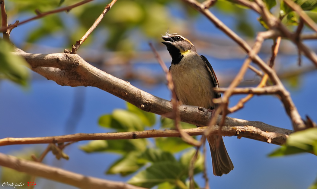 Dead Sea Sparrow
