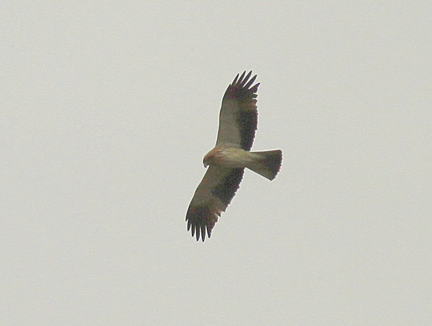 Küçük Kartal