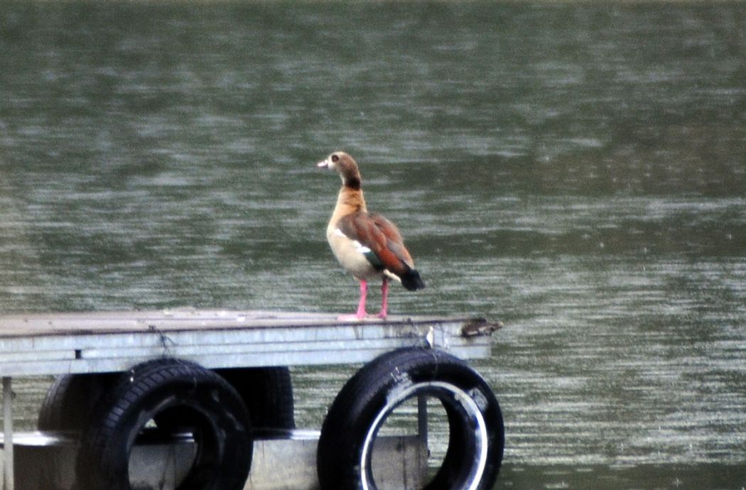 Egyptian Goose