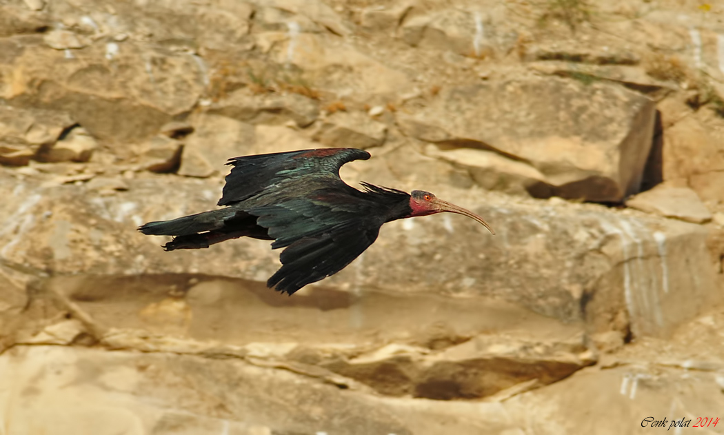 Northern Bald Ibis