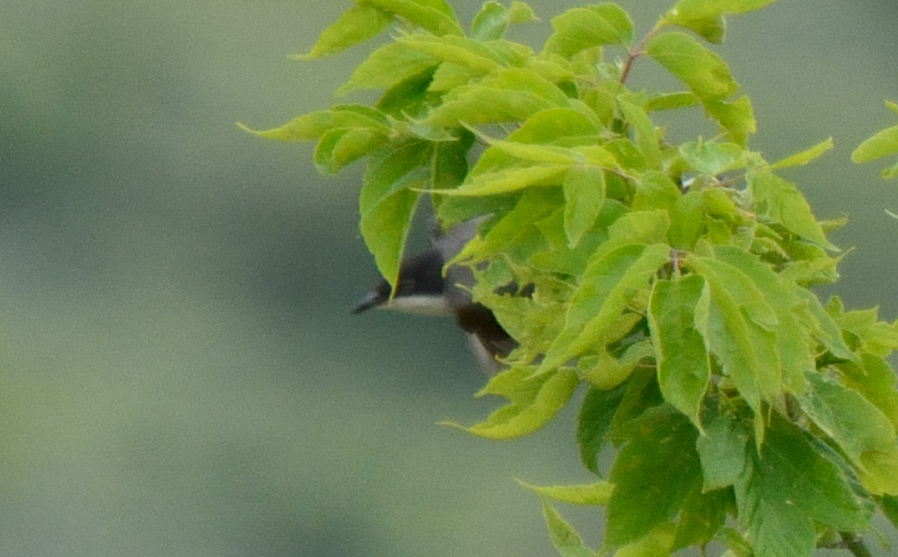 Eastern Orphean Warbler