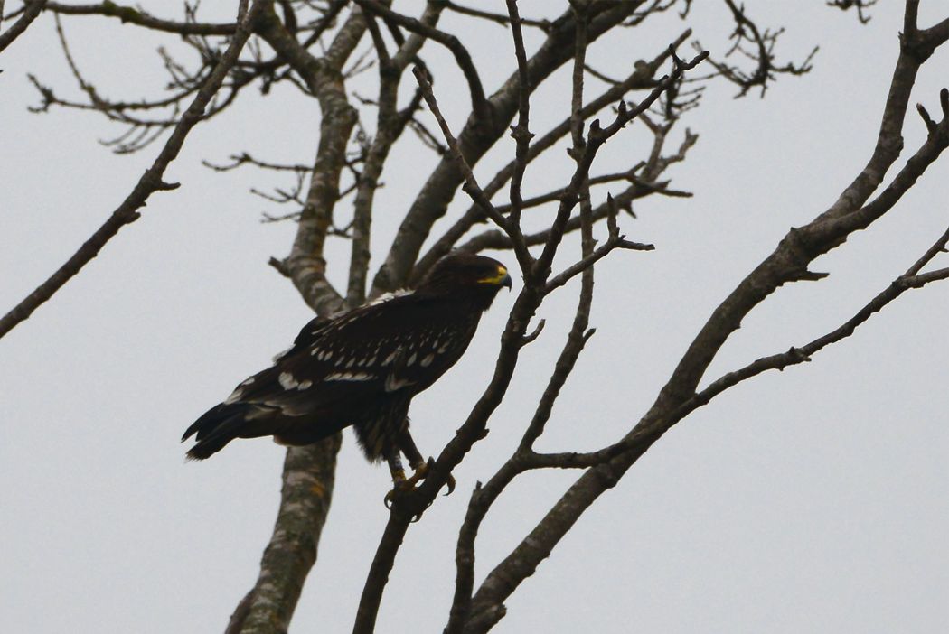Greater Spotted Eagle