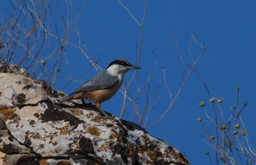 Eastern Rock Nuthatch