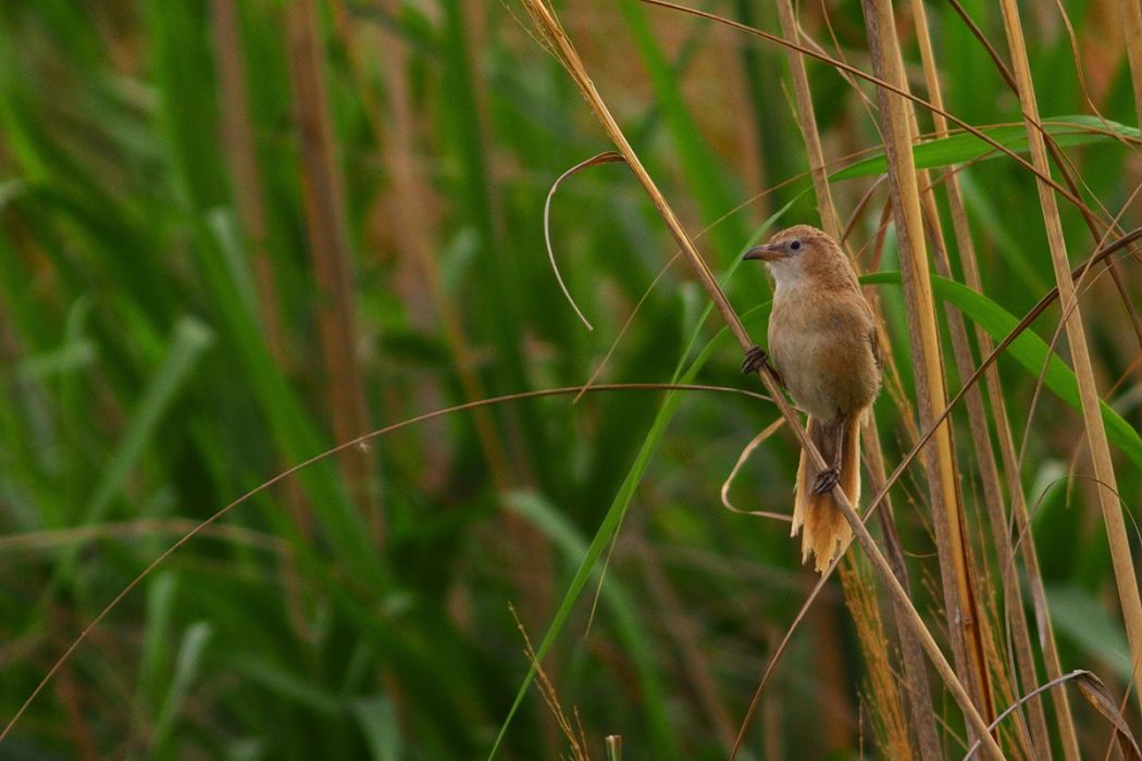 Iraq Babbler