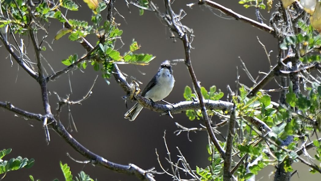 Eastern Orphean Warbler