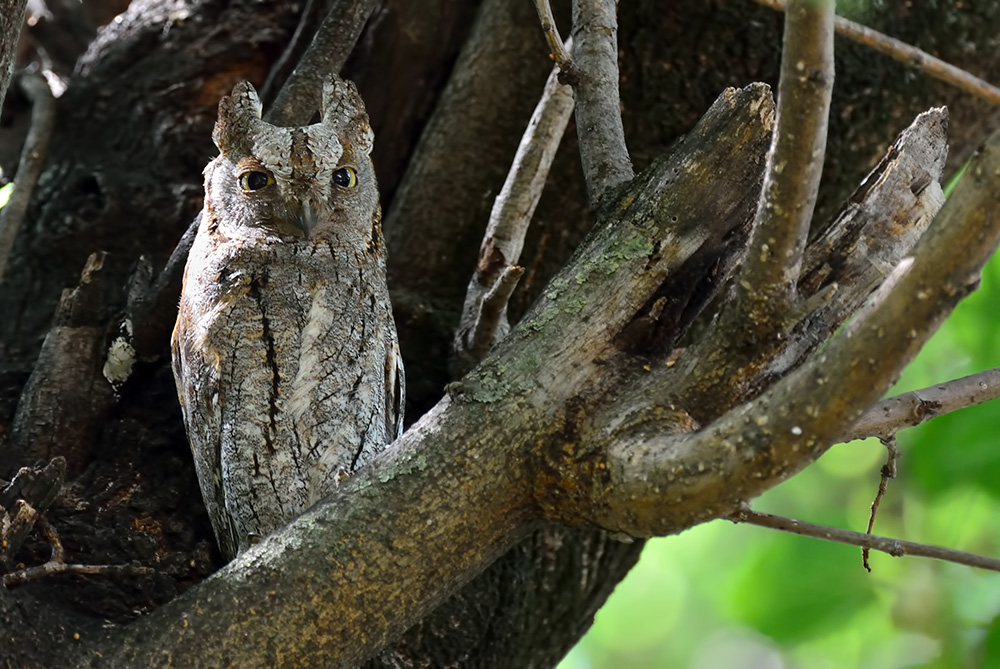 Eurasian Scops Owl