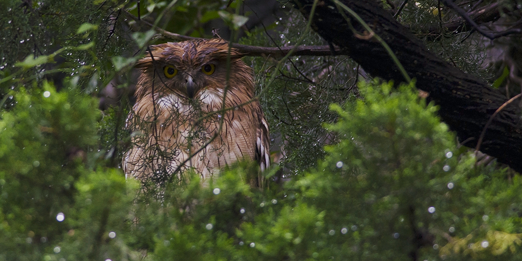 Brown Fish Owl