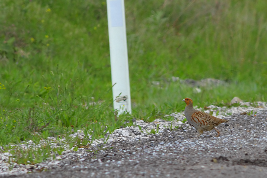 Grey Partridge